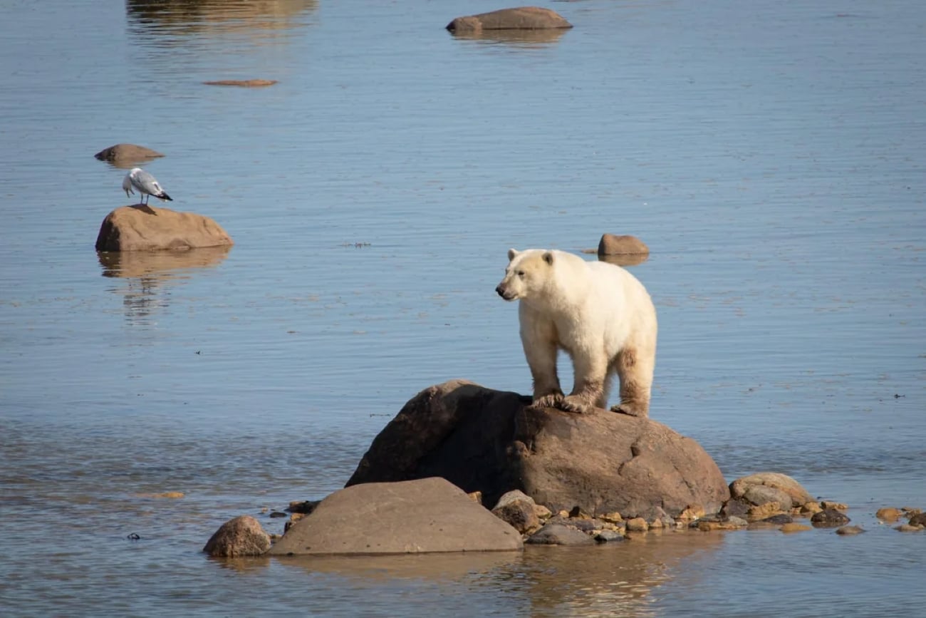 A polar bear stands on a large rock surrounded by shallow water and scattered stones, while a bird perches on a nearby rock.