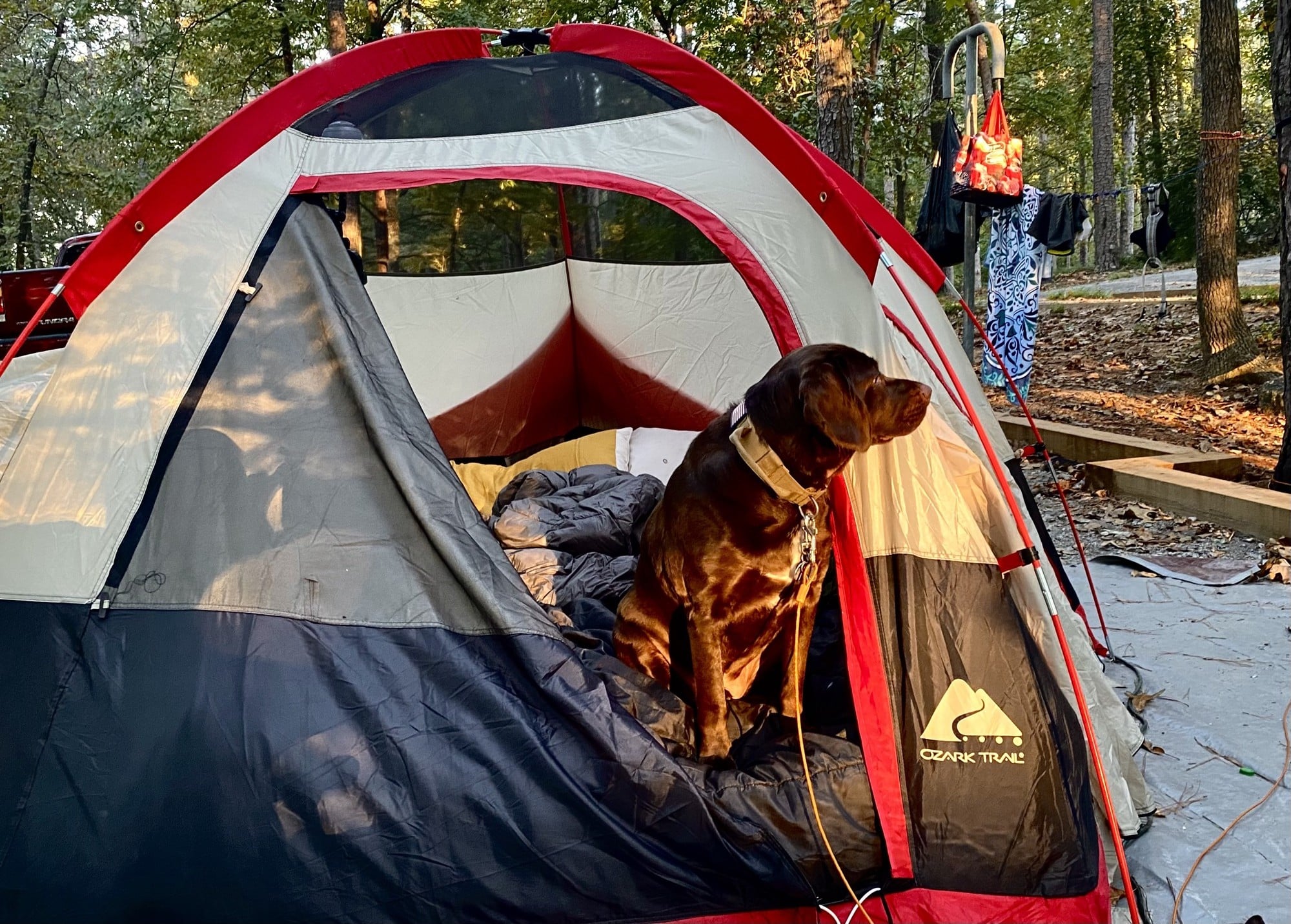A brown dog sits inside a partially open tent at a wooded campsite, sunlight shining on its fur. Camping gear and clothes hang on a pole nearby, and trees surround the campsite.