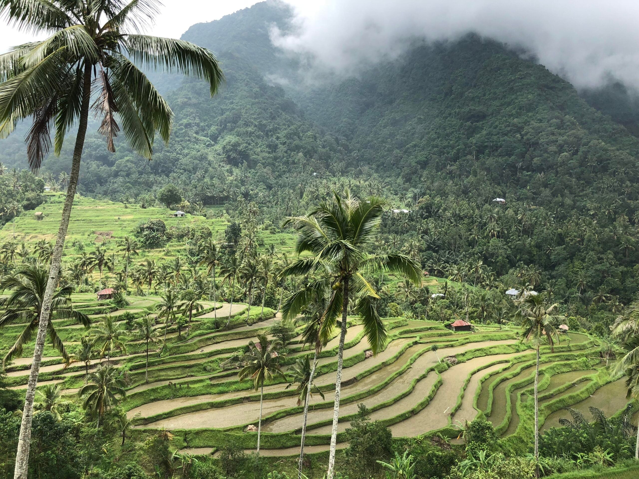 Lush green rice terraces with palm trees in the foreground evoke the serene beauty of tropical locations, set against a misty mountain covered in dense forest under cloudy skies.