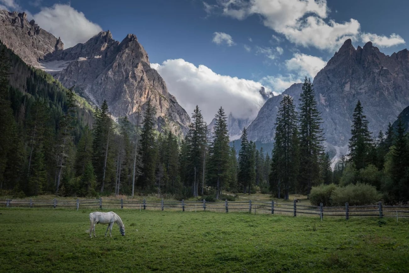 A white horse grazes on green grass in a fenced field, surrounded by tall pine trees and dramatic mountain peaks under a partly cloudy sky—a perfect scene for photos posted by hikers exploring the breathtaking landscape.