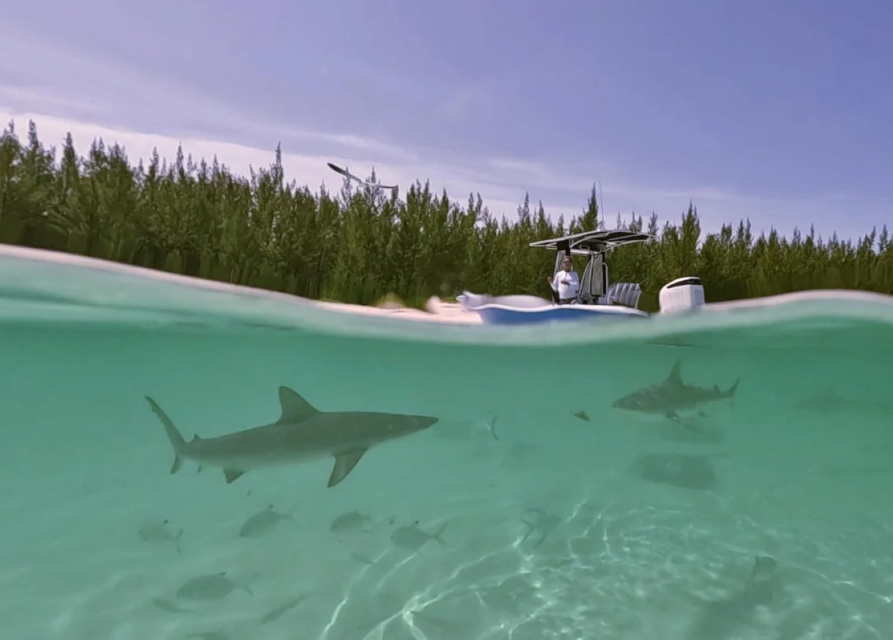 A split-shot of a small boat on clear water in one of the most stunning tropical locations, with sharks and fish swimming below the surface and a forested shoreline in the background under a blue sky.