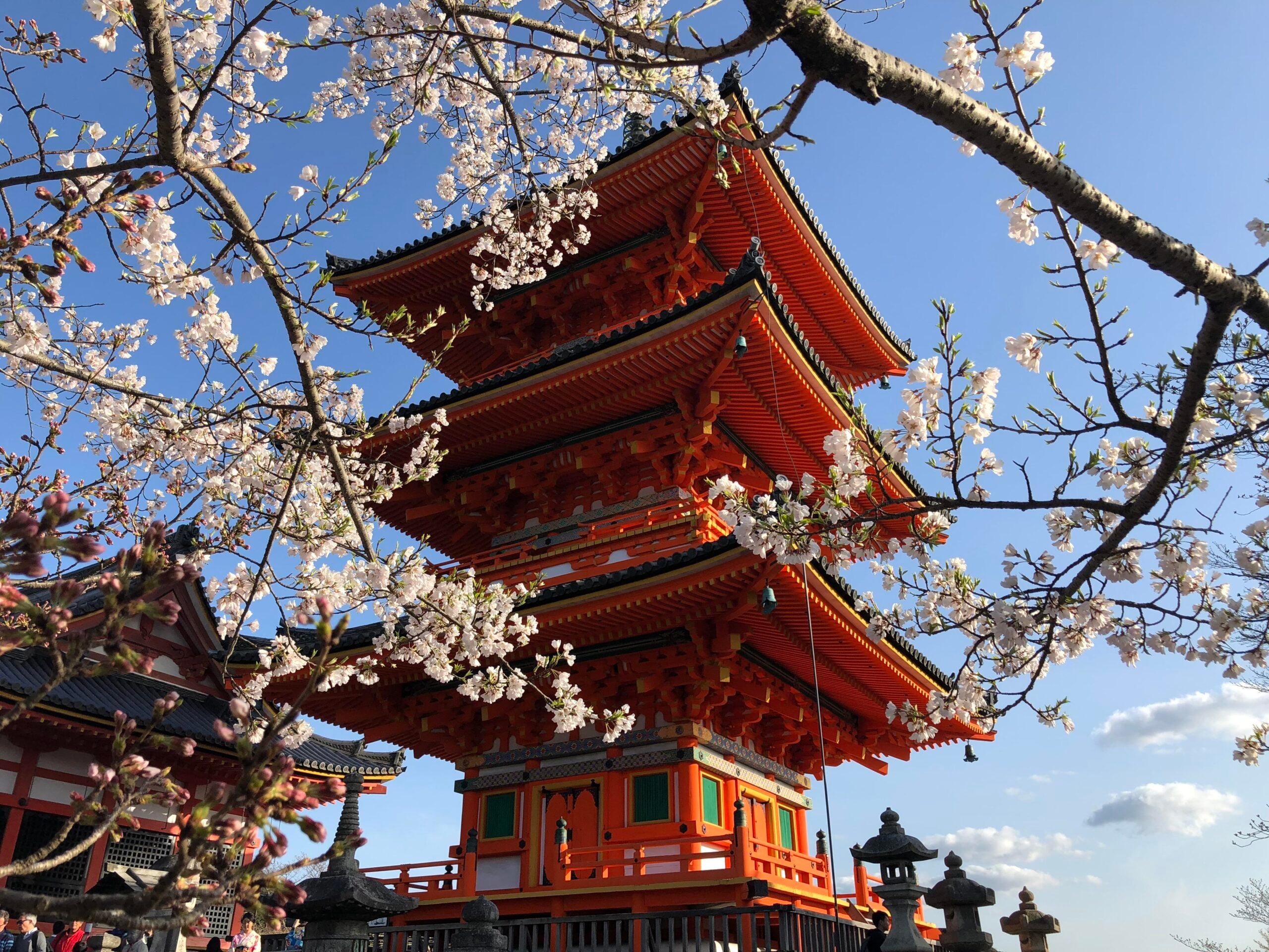 A vibrant red pagoda stands beneath blooming cherry blossoms under a clear blue sky, showcasing traditional Japanese architecture and spring scenery.