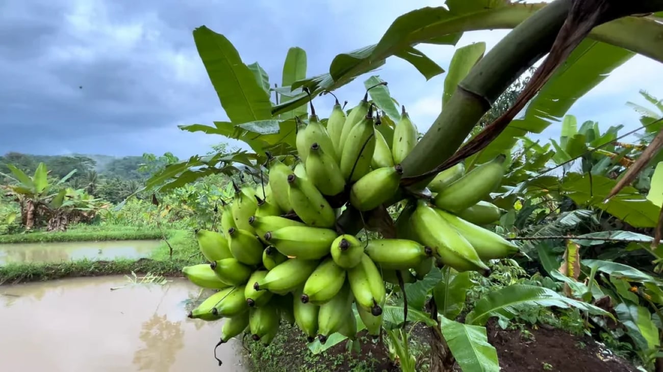 A large bunch of unripe green bananas hangs from a tree in a lush, tropical setting, characteristic of many Tropical Locations, with green foliage and a cloudy sky in the background.