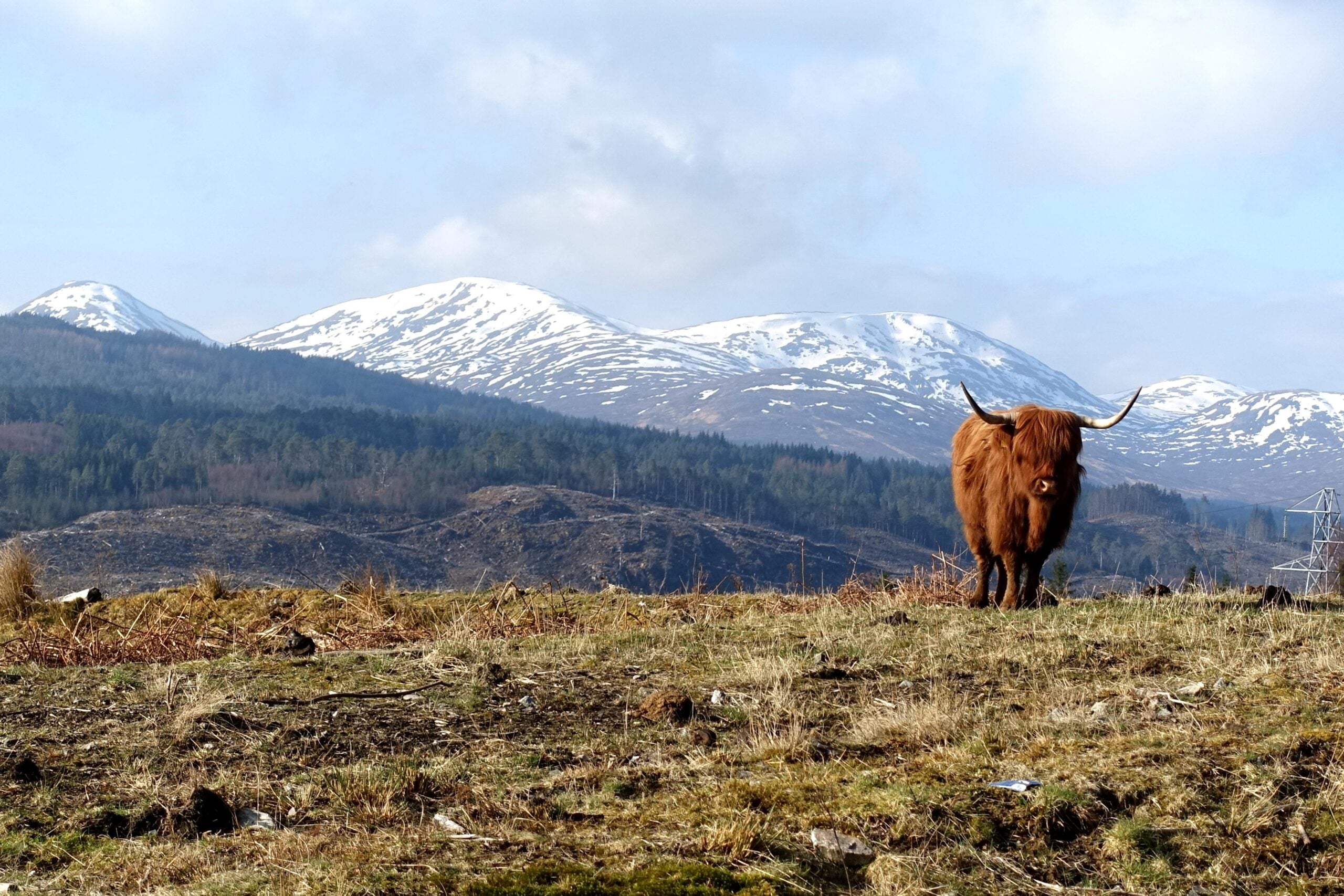 A Highland cow with long horns stands in a grassy field, with snow-capped mountains and forested hills in the background under a partly cloudy sky.