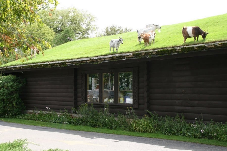 Four goats stand and graze on the grass-covered roof of a dark brown wooden building, with green trees and bushes visible in the background.