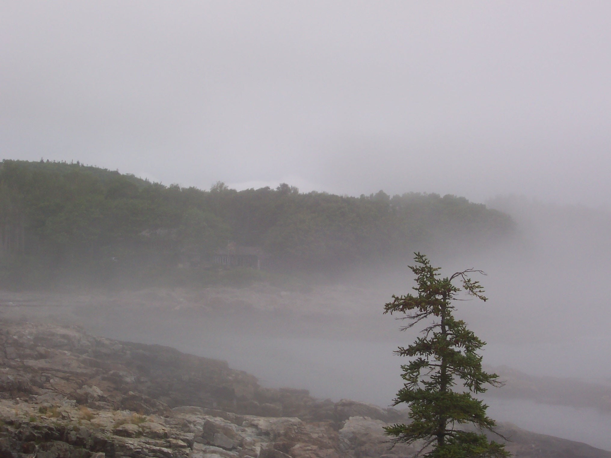 A single evergreen tree stands on a rocky coastline shrouded in thick fog.
