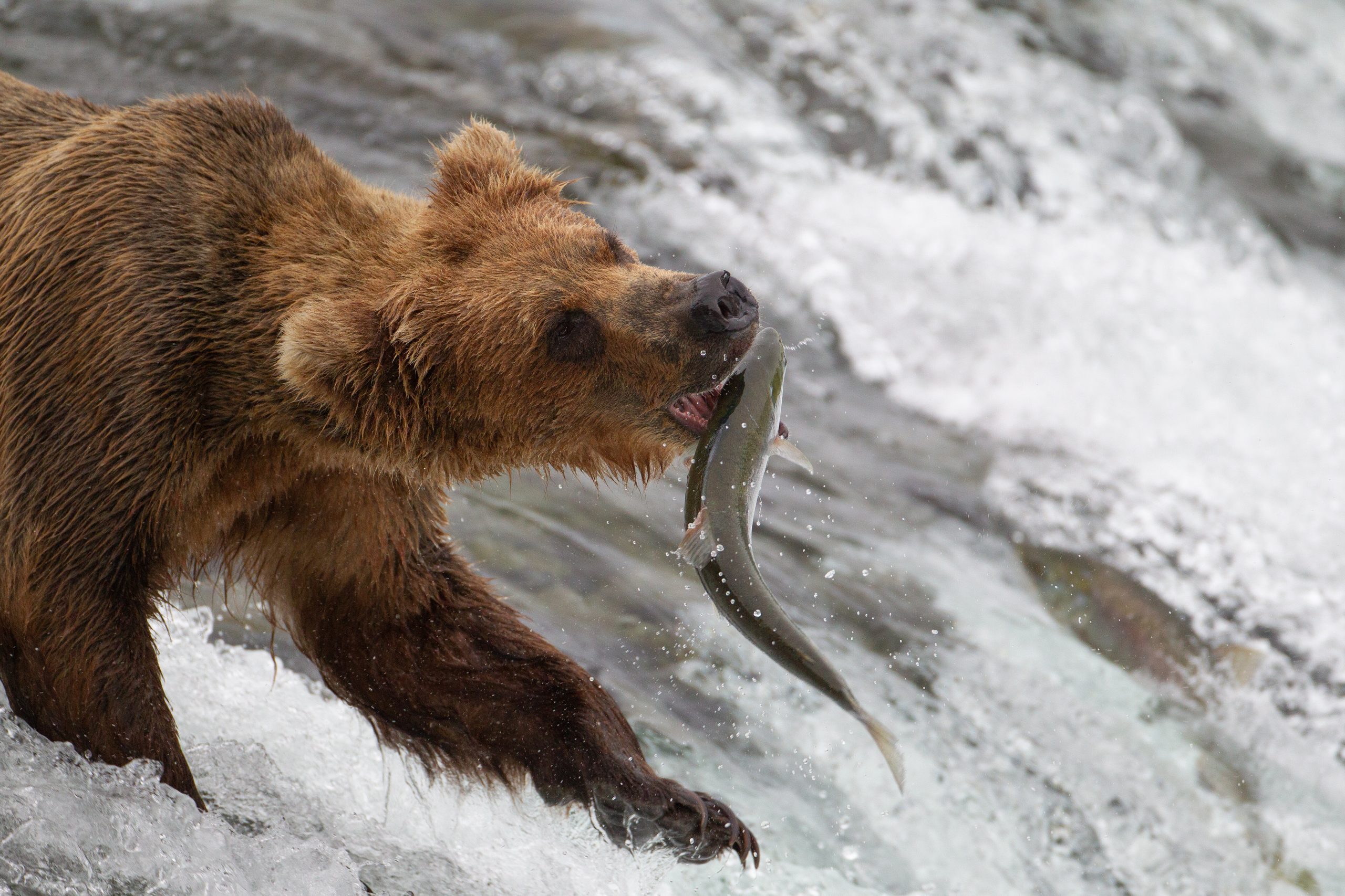 cruise ship experiences A brown bear catching a salmon in a rushing river.