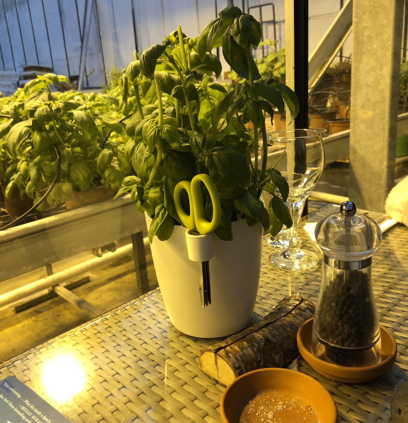 A basil plant in a white pot holds green scissors. Next to it are a pepper grinder, a dish of salt, a glass, and a piece of wood, all on a glass table in a greenhouse setting with more basil plants in the background.