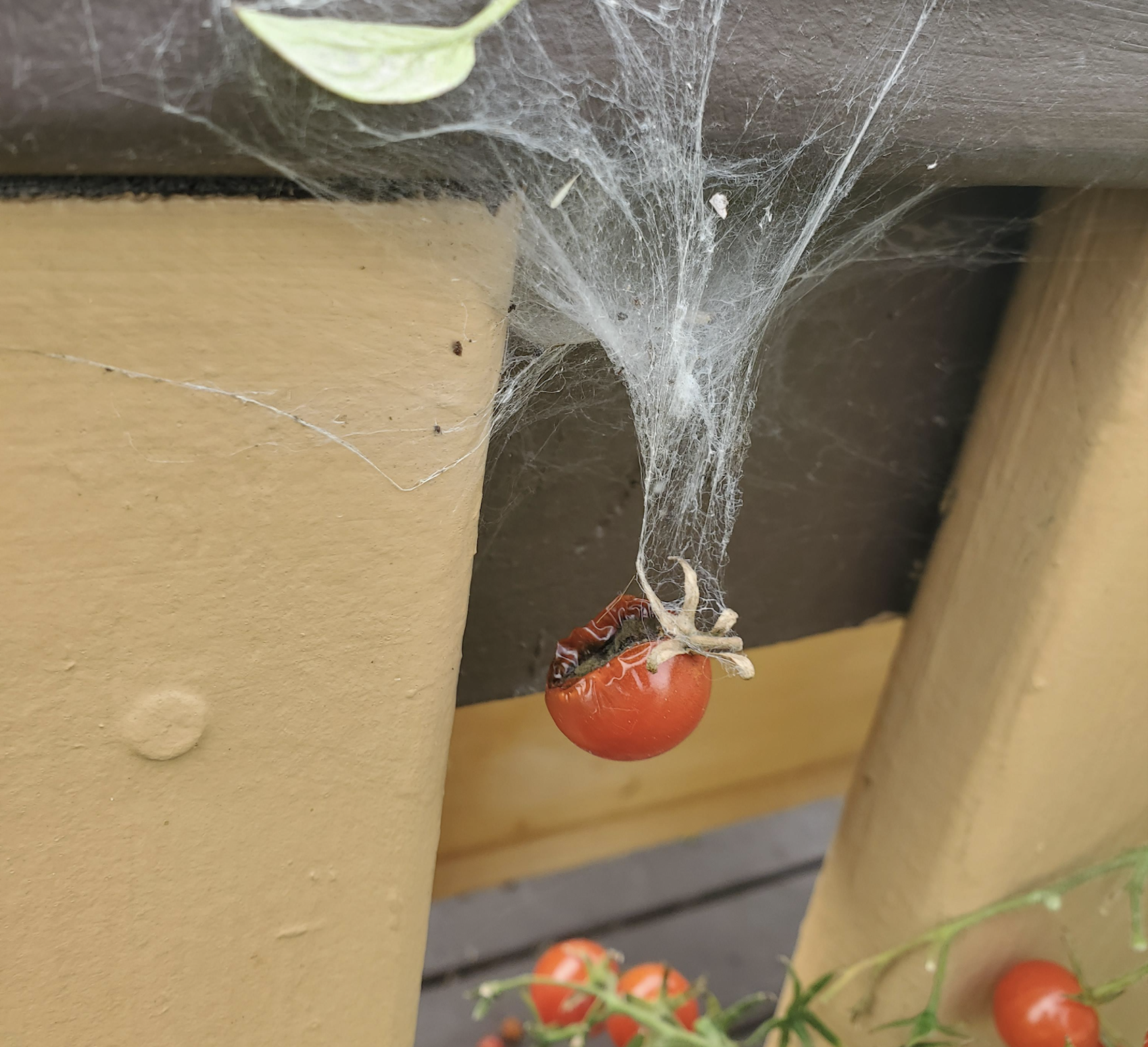 A small, decaying cherry tomato hanging from a spiderweb attached to a wooden railing.