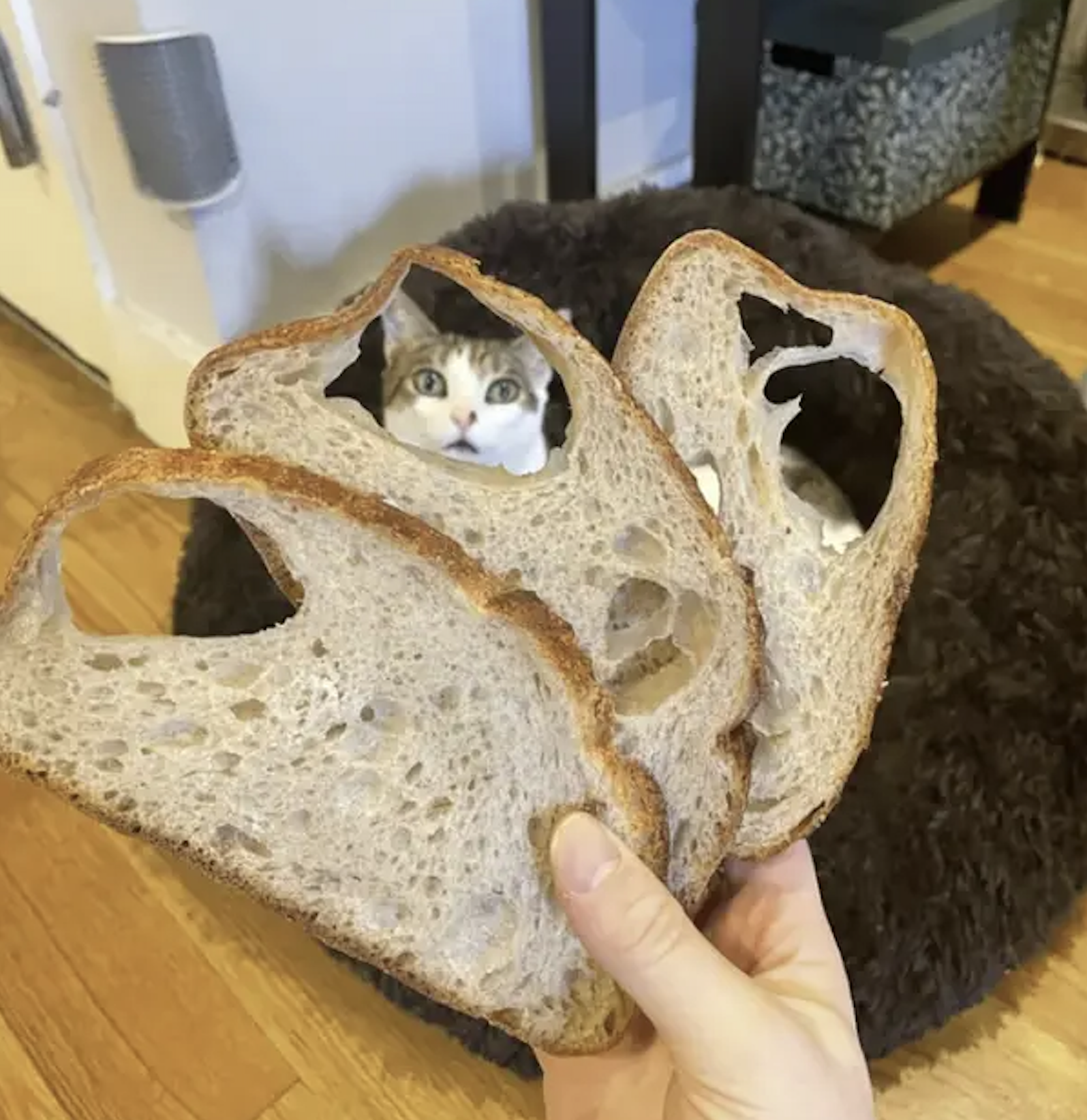 A person holds two slices of sourdough bread with large holes, framing a cat looking out from its bed.