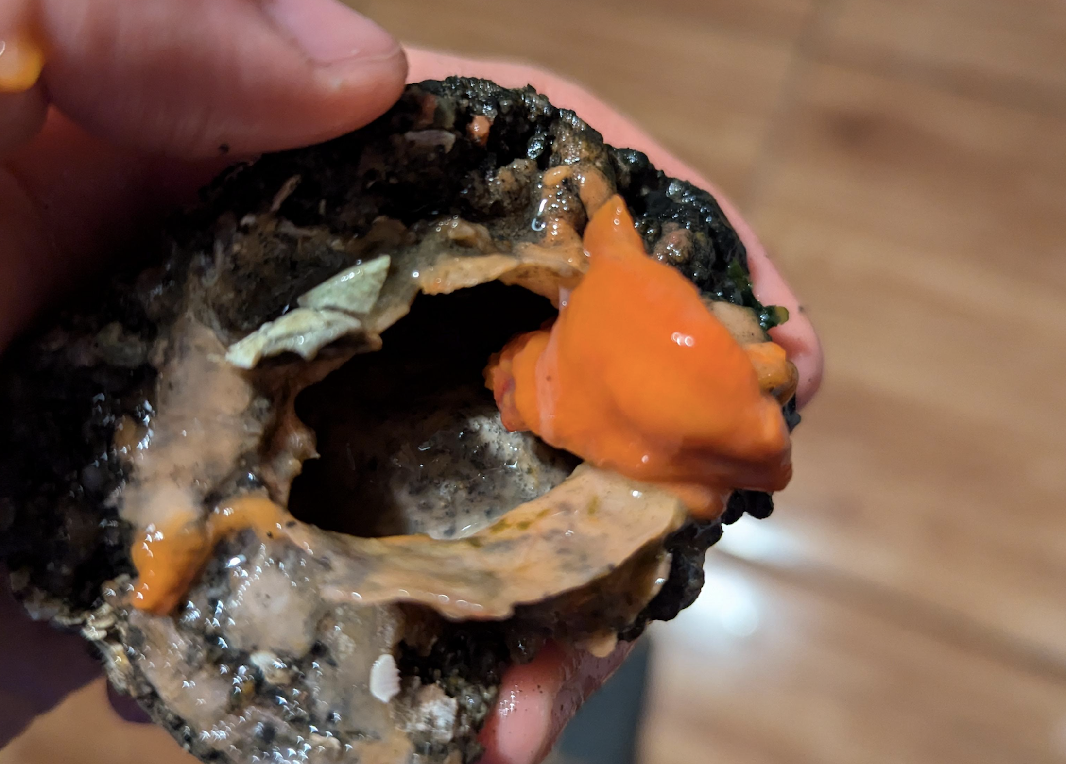 A hand holding a dark, rough-textured sea snail shell containing a bright orange substance.