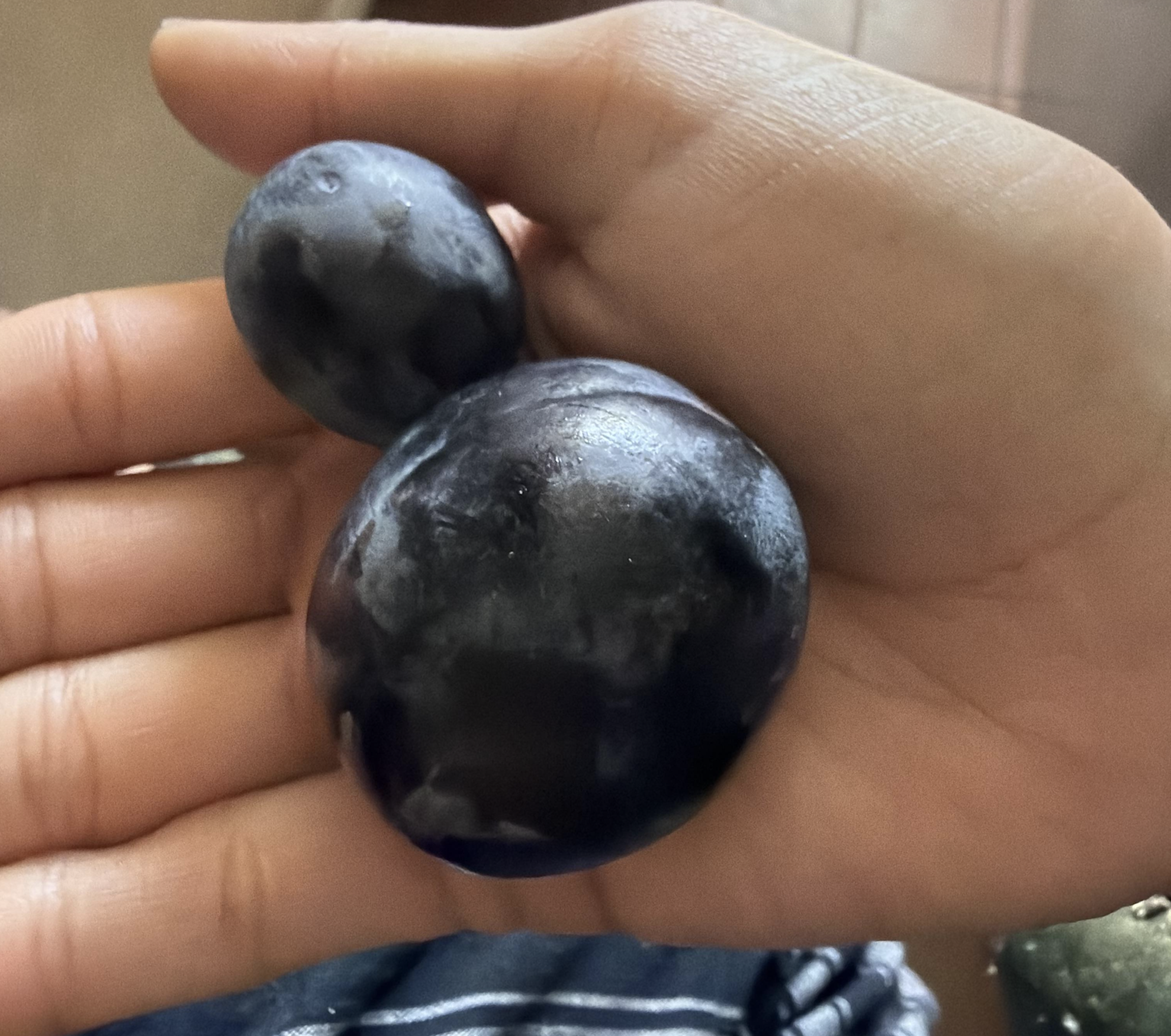 A hand holding two dark purple plums.