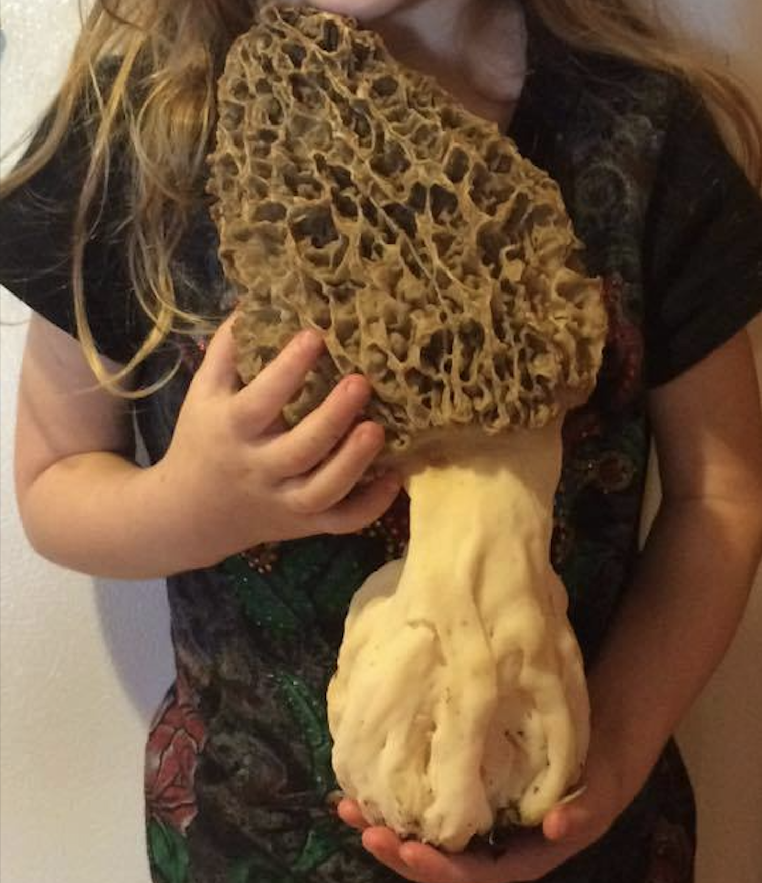 A person holding an exceptionally large, honeycombed morel mushroom.