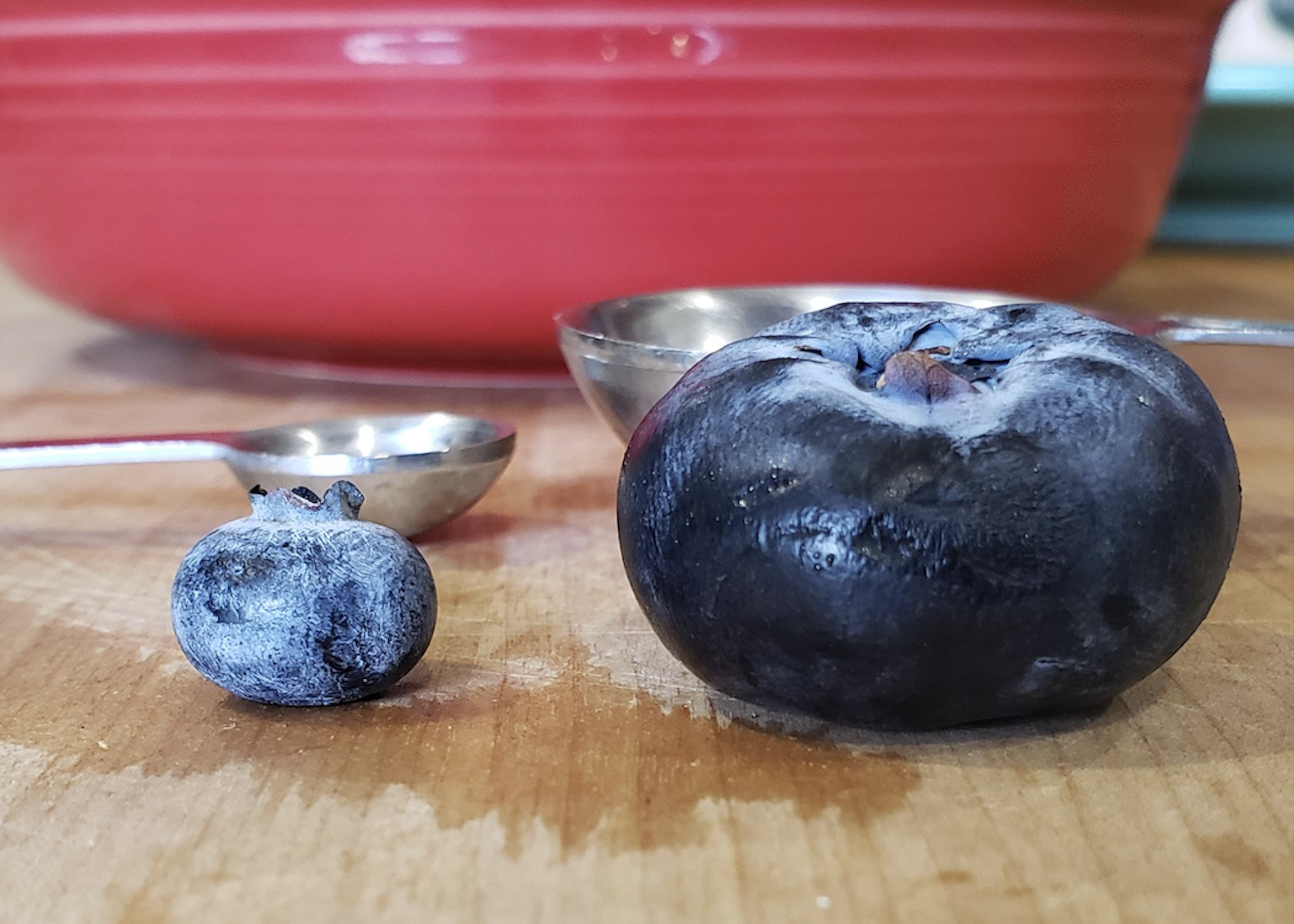 A small blueberry and a very large blueberry side-by-side on a wooden surface with measuring spoons in the background.