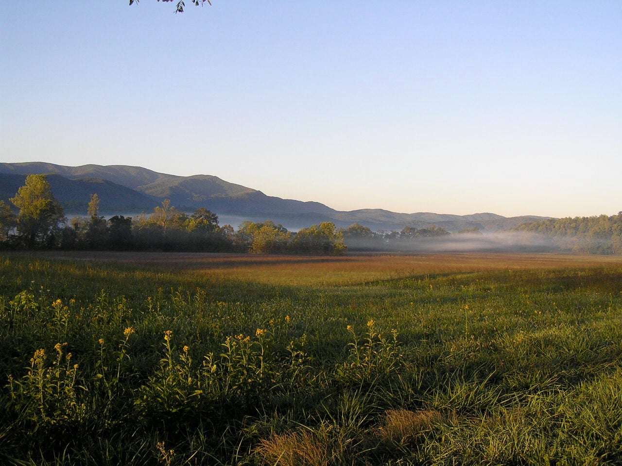 A grassy field with yellow wildflowers in the foreground, with trees and a mountain range in the distance under a clear sky.