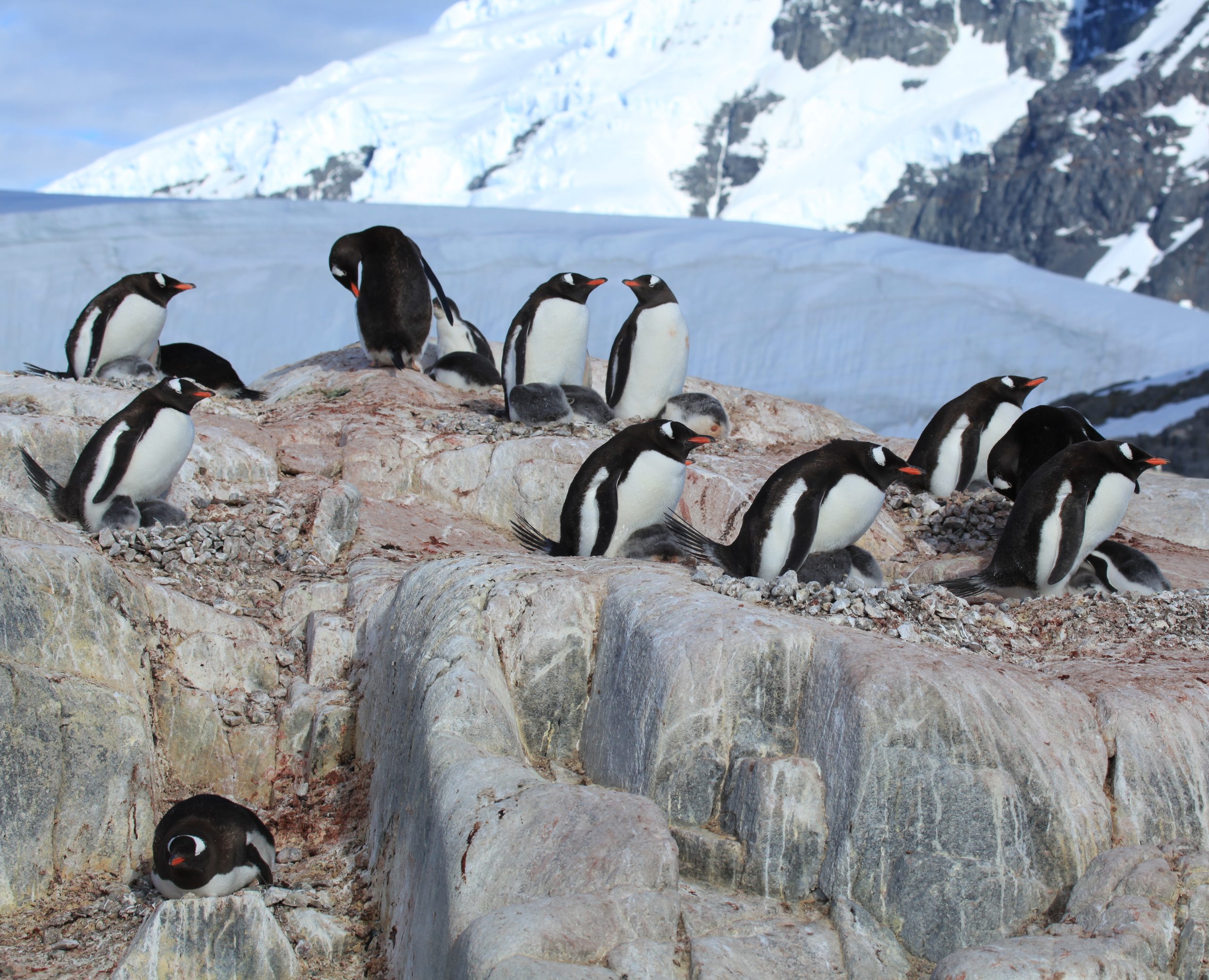 A colony of gentoo penguins on a rocky, snowy Antarctic landscape.