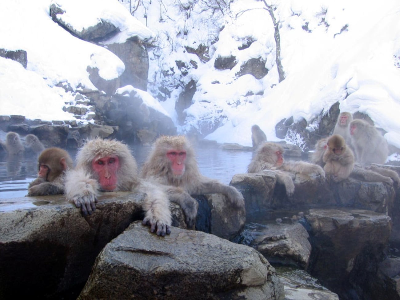 Japanese macaques soak in a geothermal hot spring surrounded by snow-covered rocks.