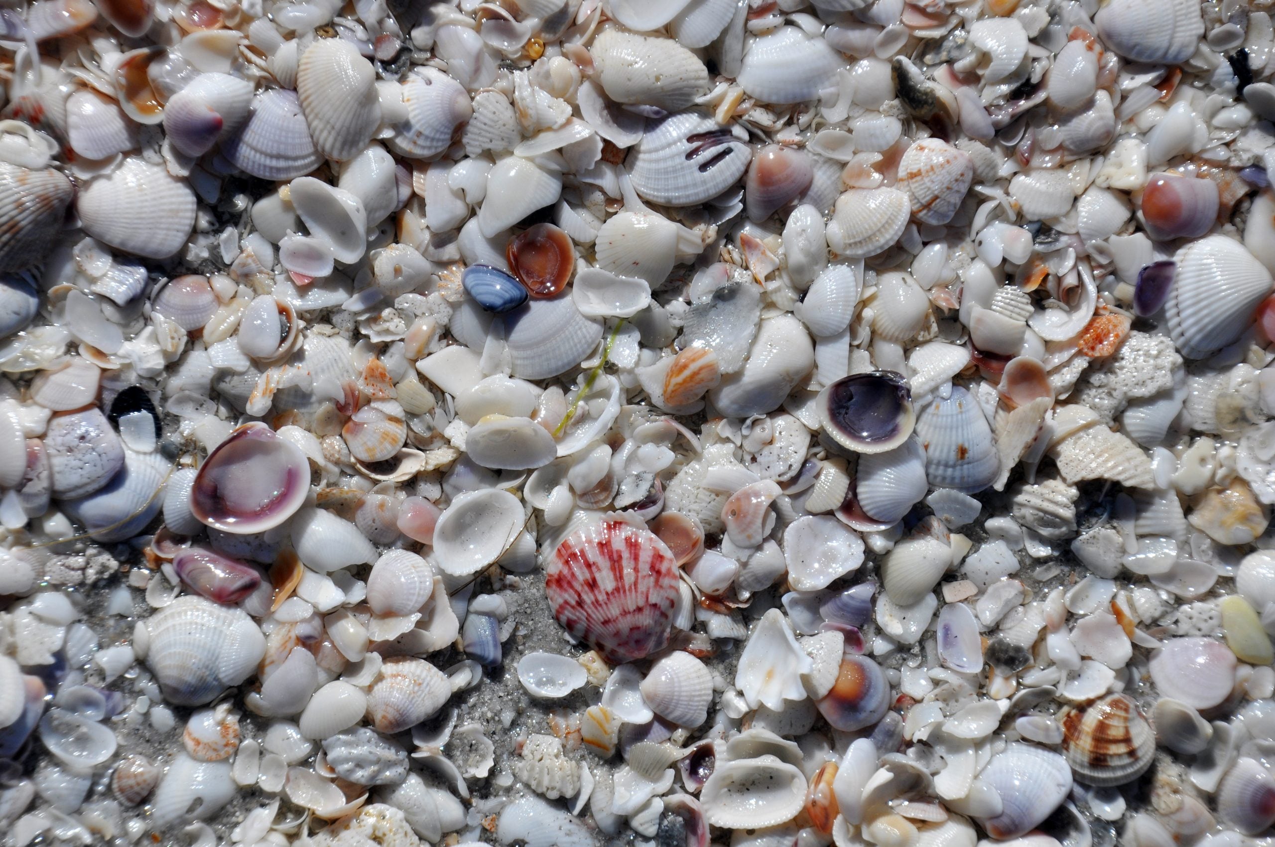 A dense collection of assorted seashells scattered across a sandy beach.