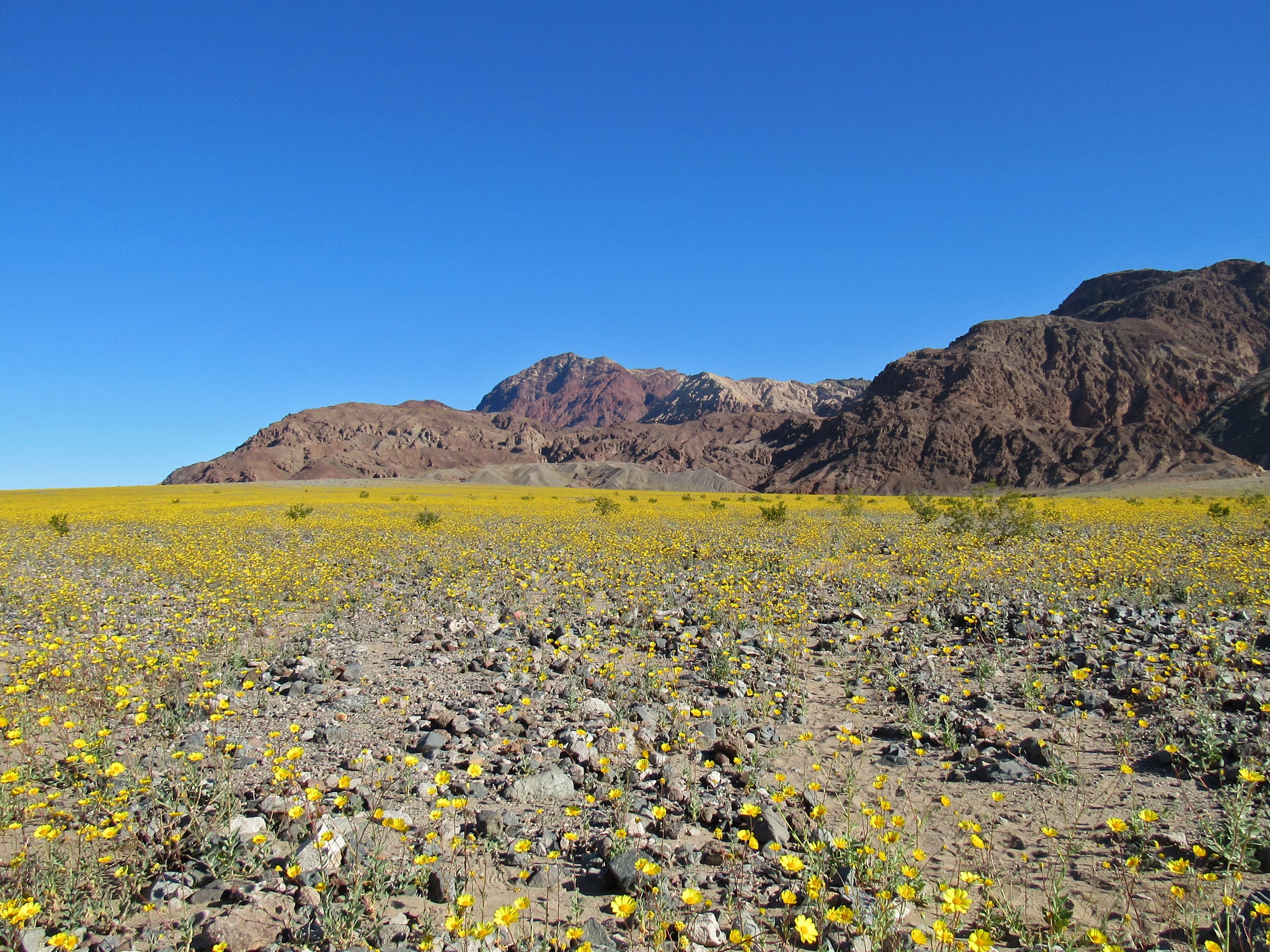 A vast desert landscape covered in yellow wildflowers with rugged mountains in the distance under a clear blue sky.