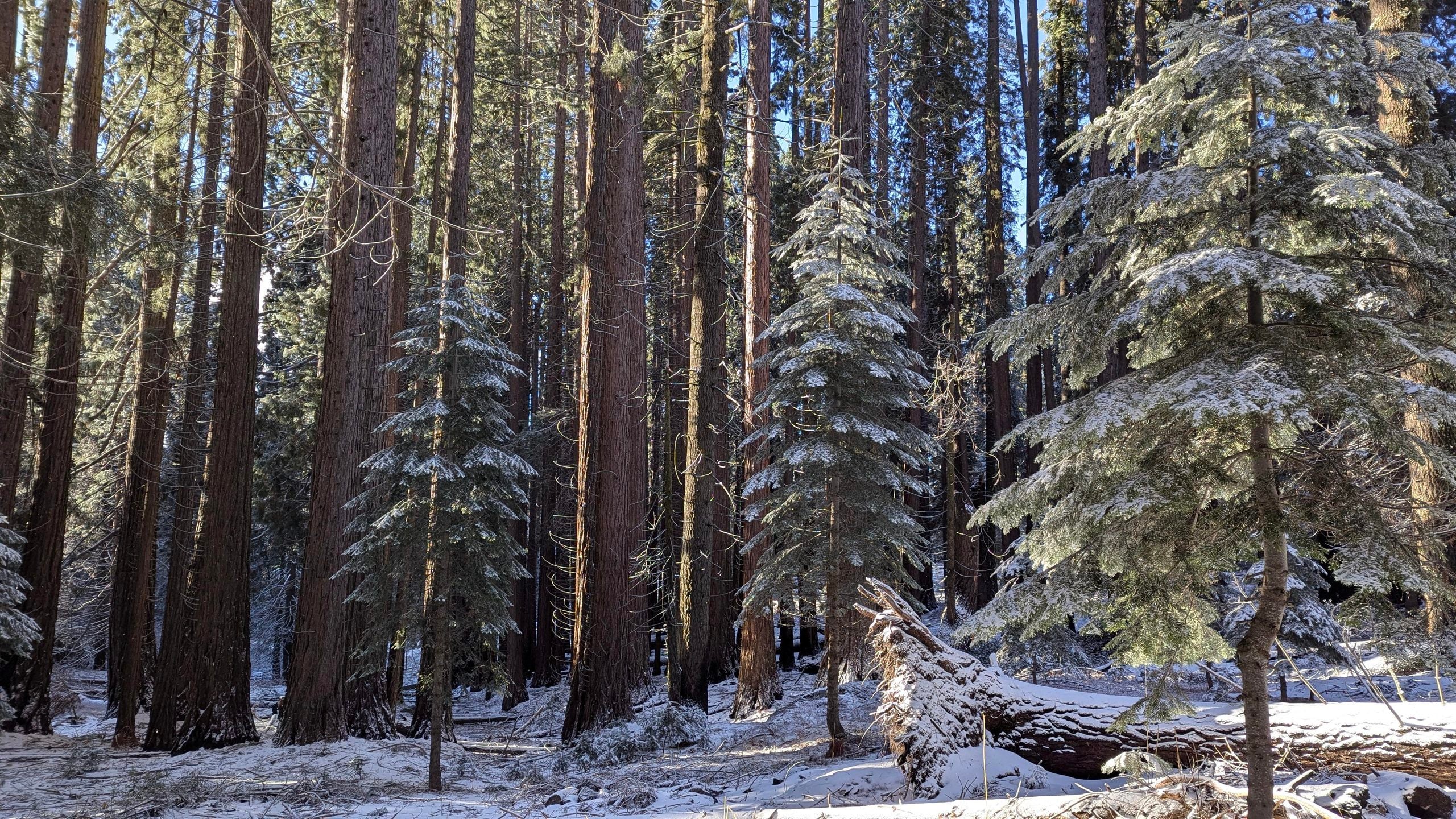 Tall redwood trees in a forest with a light dusting of snow on the ground and smaller evergreen trees.