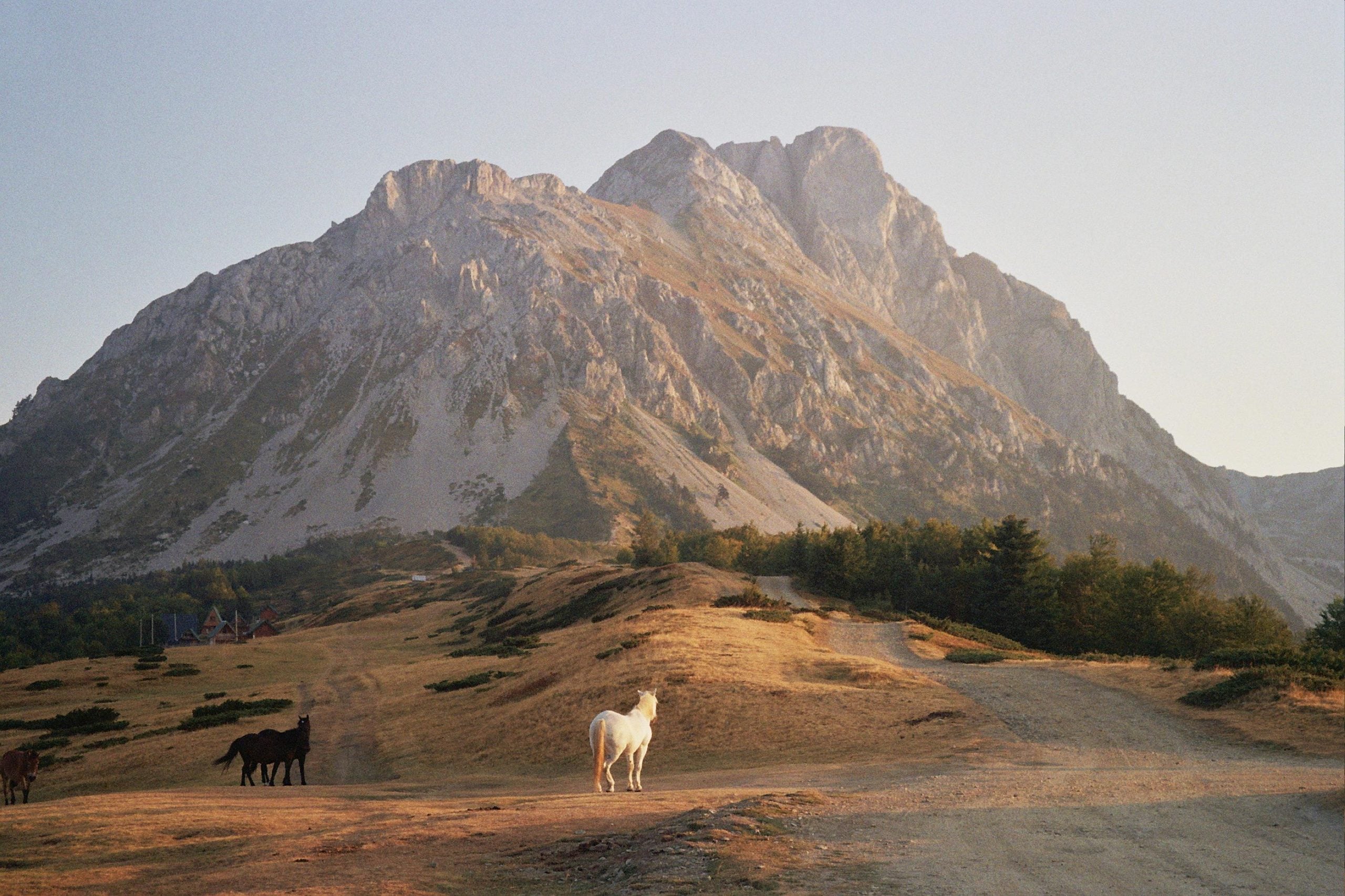 A white horse stands on a dirt path in a mountainous landscape with a dark horse nearby.
