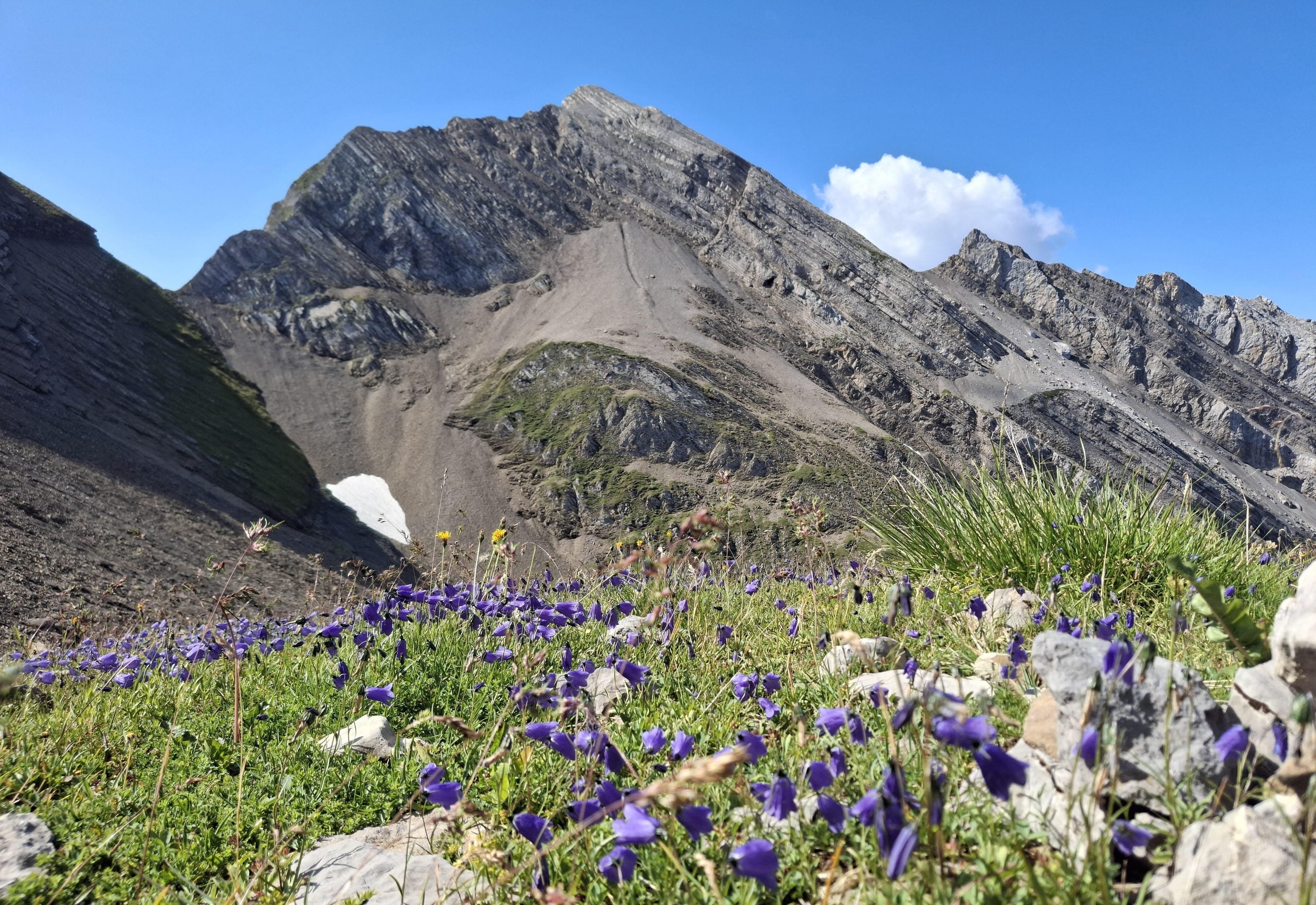 A field of small purple wildflowers in the foreground, with a rugged, rocky mountain peak rising under a clear blue sky in the background.
