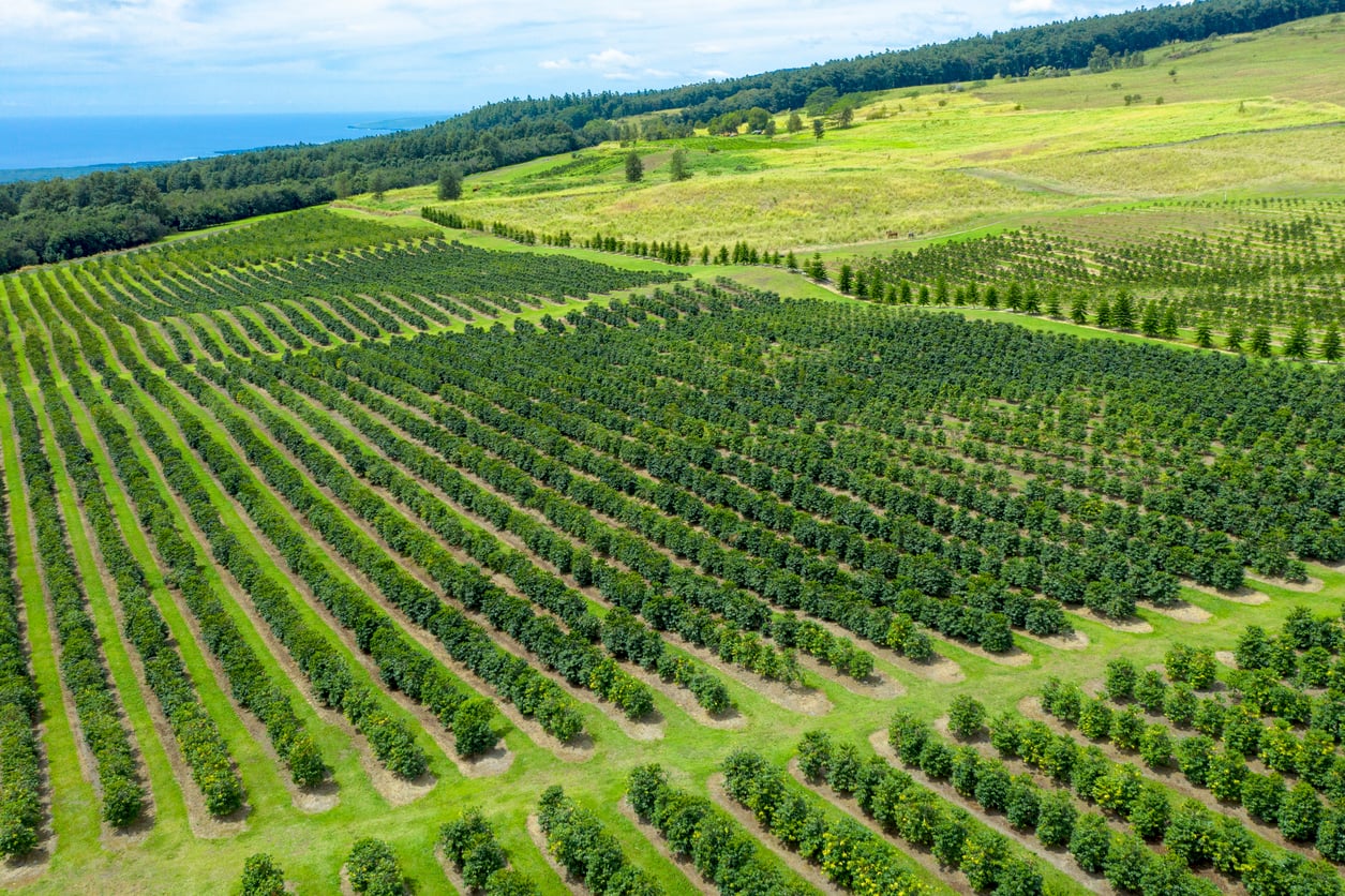 Aerial view of rows of coffee trees planted in a field overlooking the ocean during a food trip.
