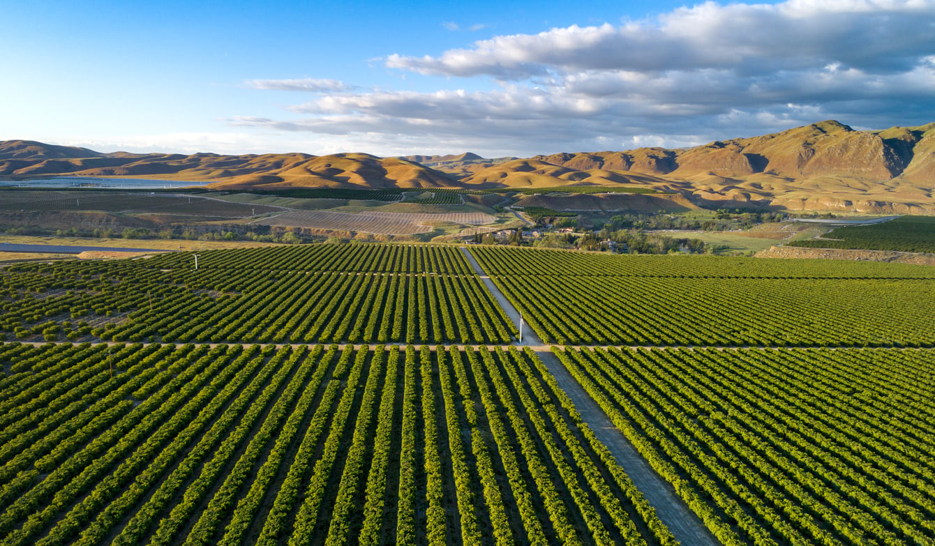 Aerial view of large, neatly planted rows of citrus trees perfect for food trips, stretching toward rolling brown hills under a blue sky.