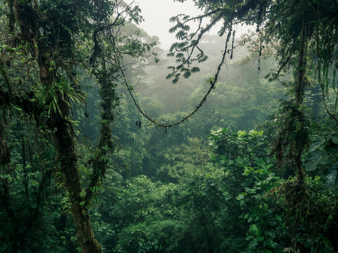 Lush, misty tropical rainforest with dense canopy and hanging vines.