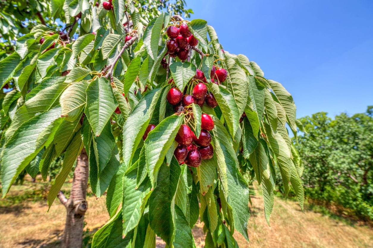 Clusters of ripe red cherries hanging from a tree branch during food trips in the orchard.
