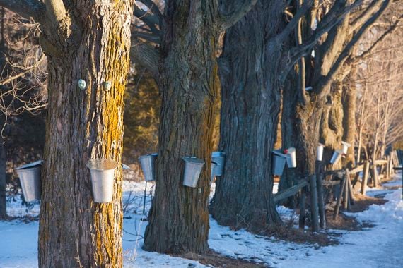 Metal sap buckets hanging from a row of maple trees in a snow-covered forest during food trips.