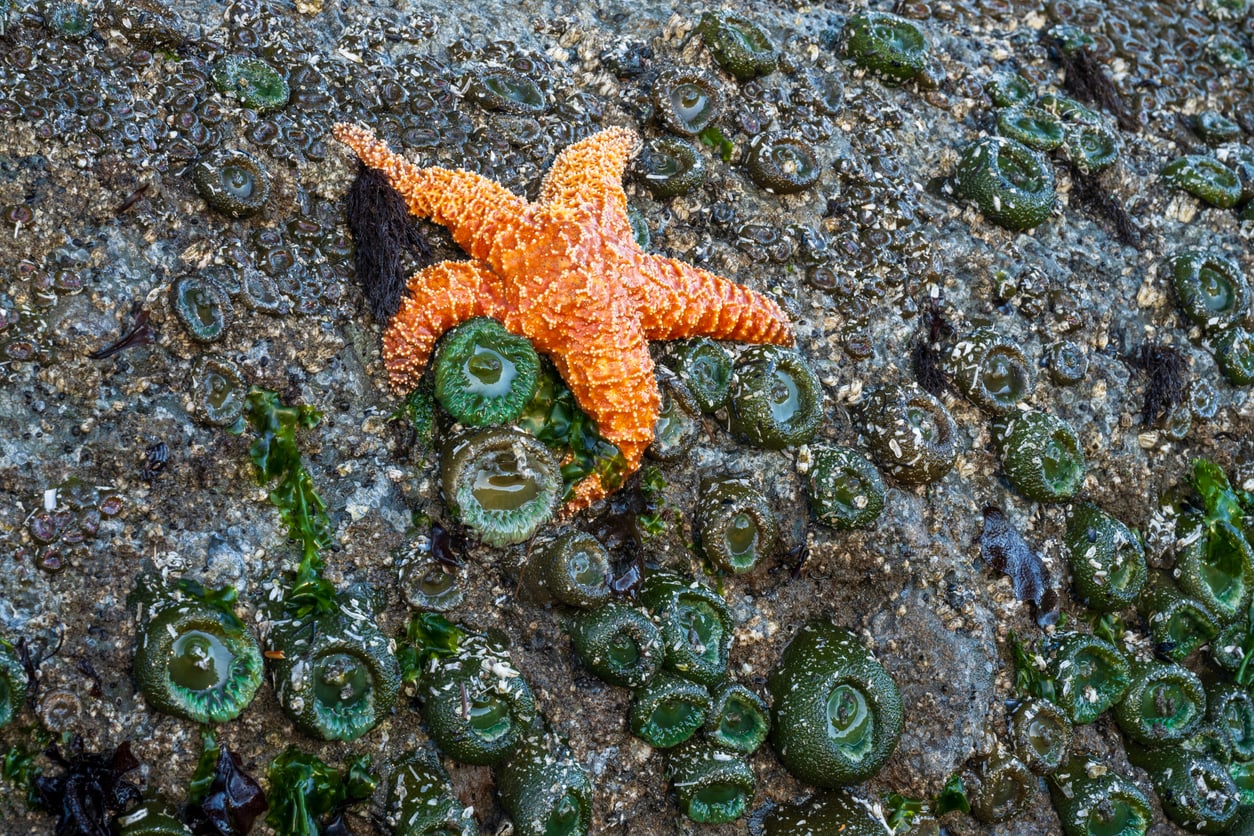 An orange, five-armed starfish resting on a damp rock surface covered in small green sea anemones.