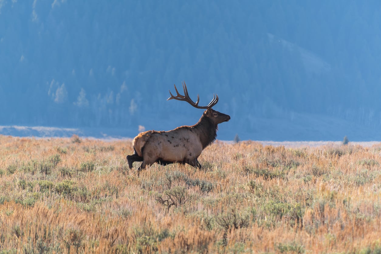 A large bull elk with antlers running through a field of dry grass.