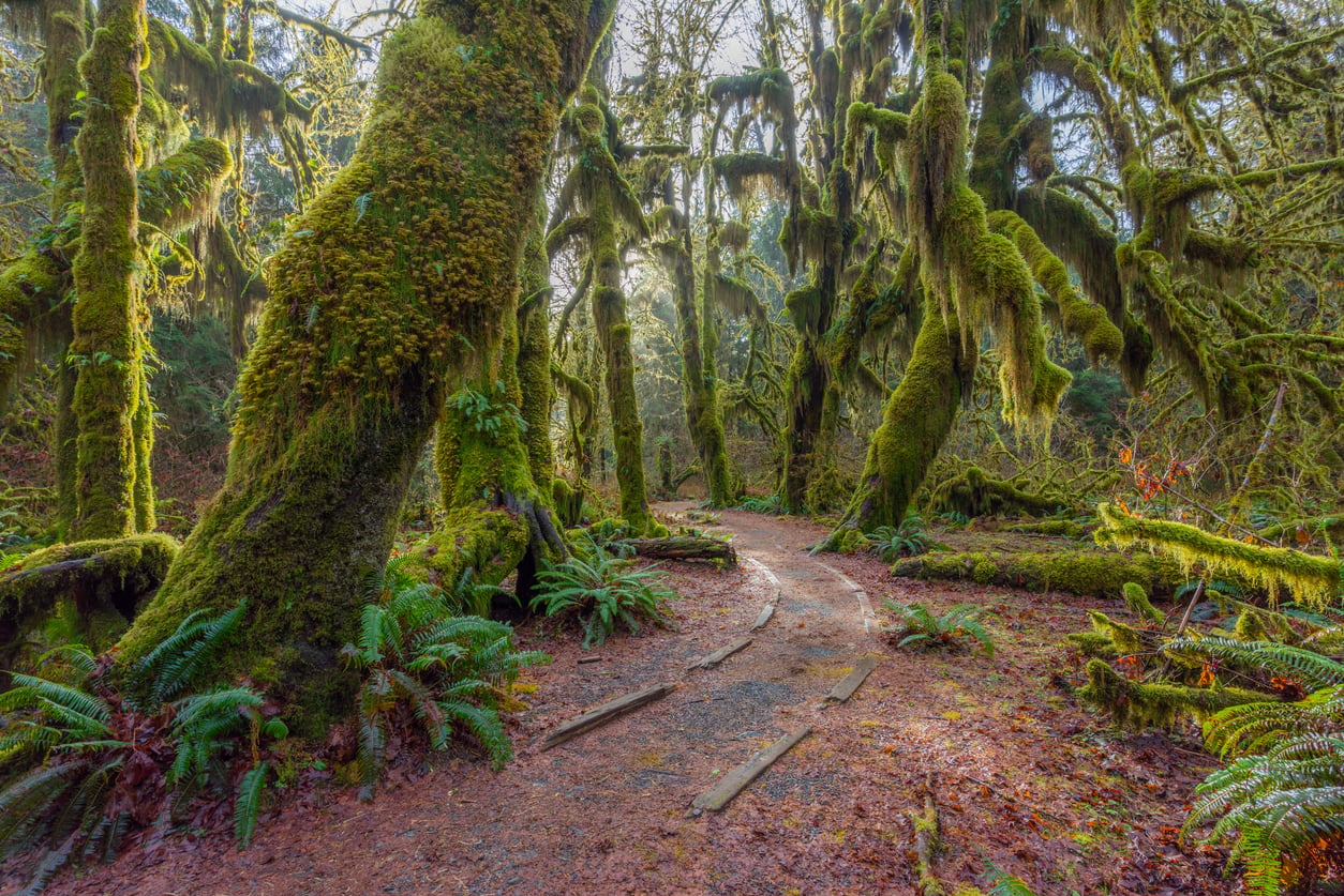 A narrow dirt path winds through a temperate rainforest filled with large, moss-covered trees draped in hanging moss and ferns, trips where bad weather