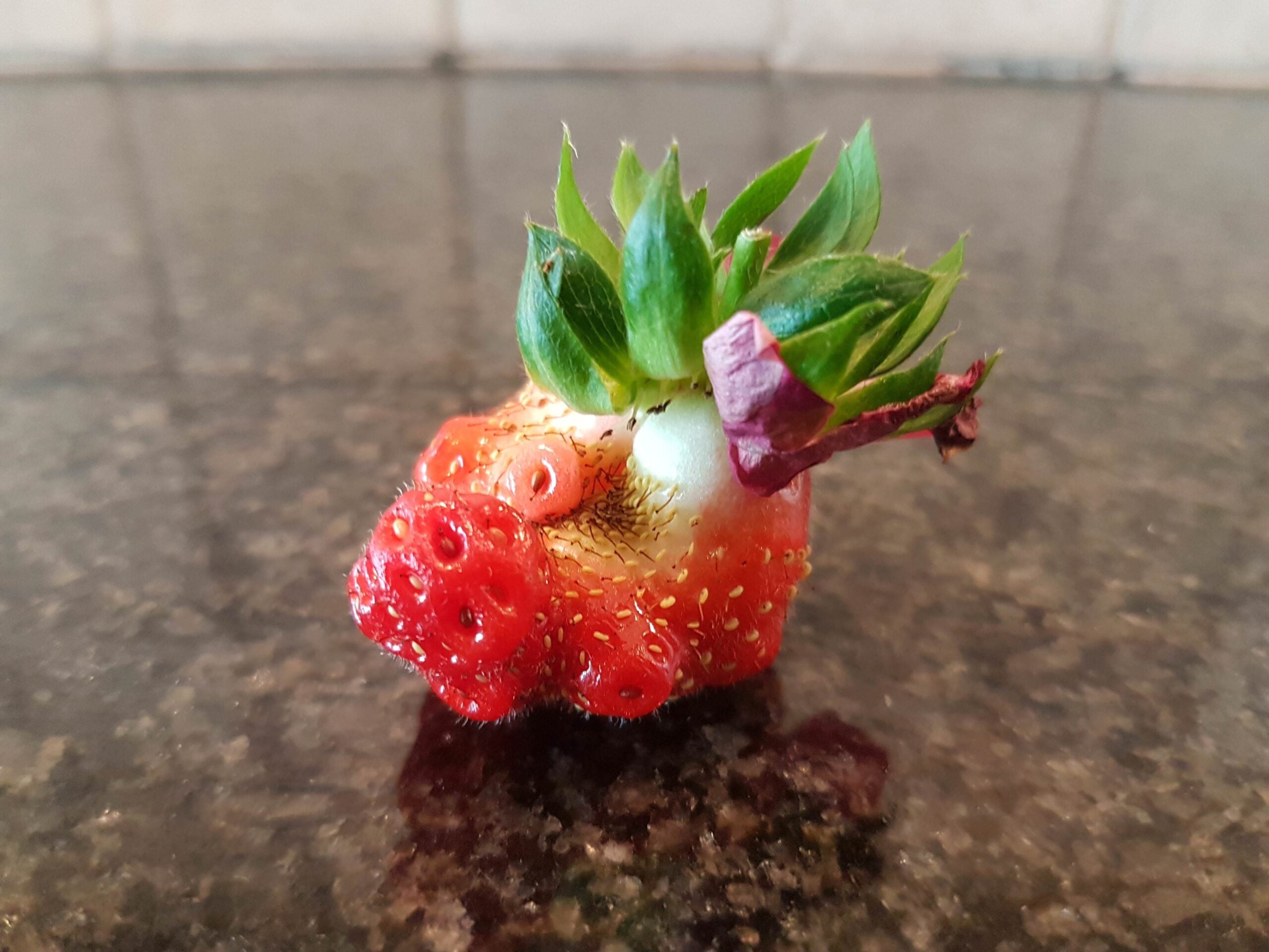 A misshapen strawberry with a green leafy top sits on a dark countertop.