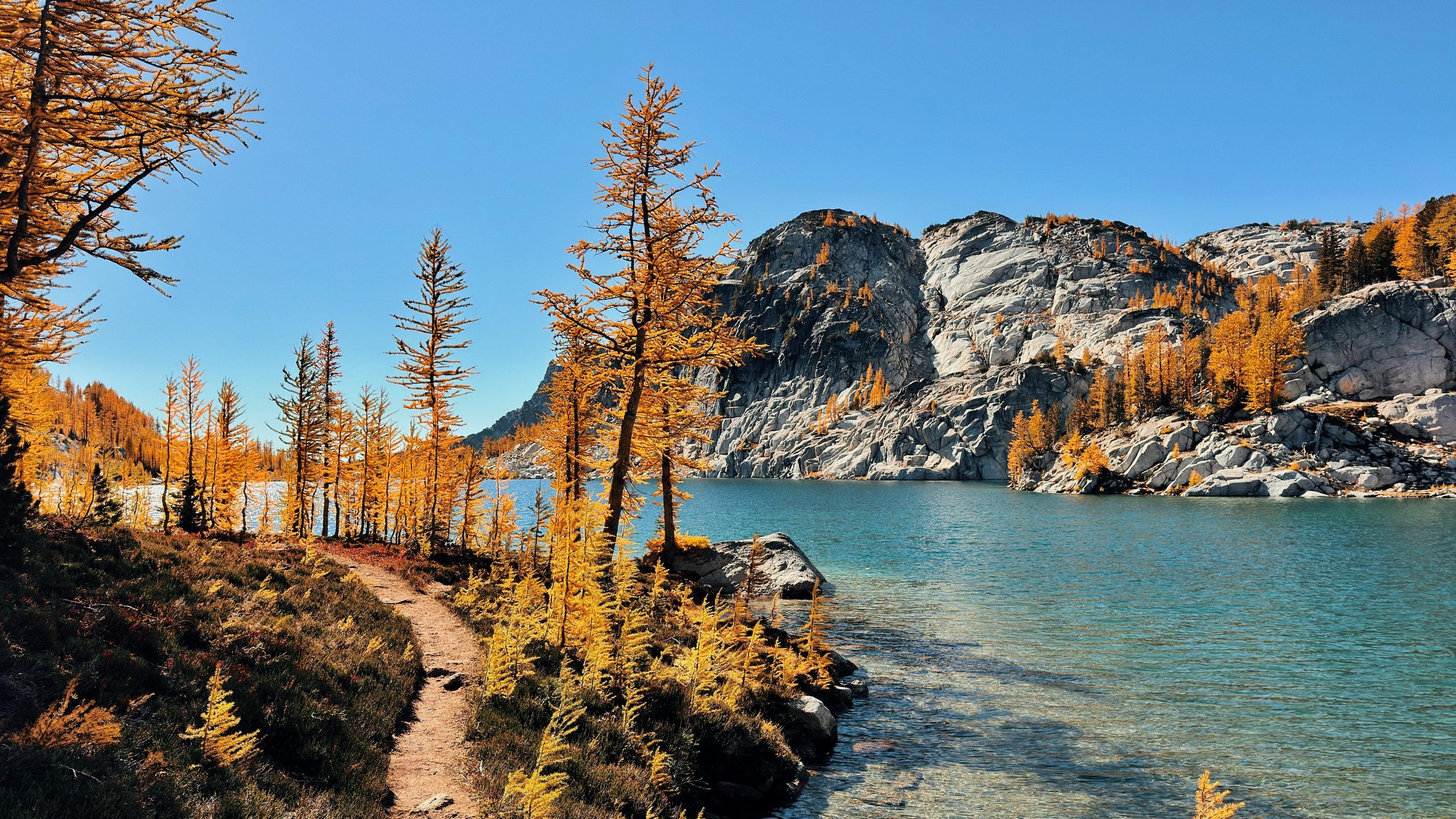 A dirt trail winds along the shore of a clear blue alpine lake, framed by golden larch trees and jagged granite mountains under a cloudless sky.