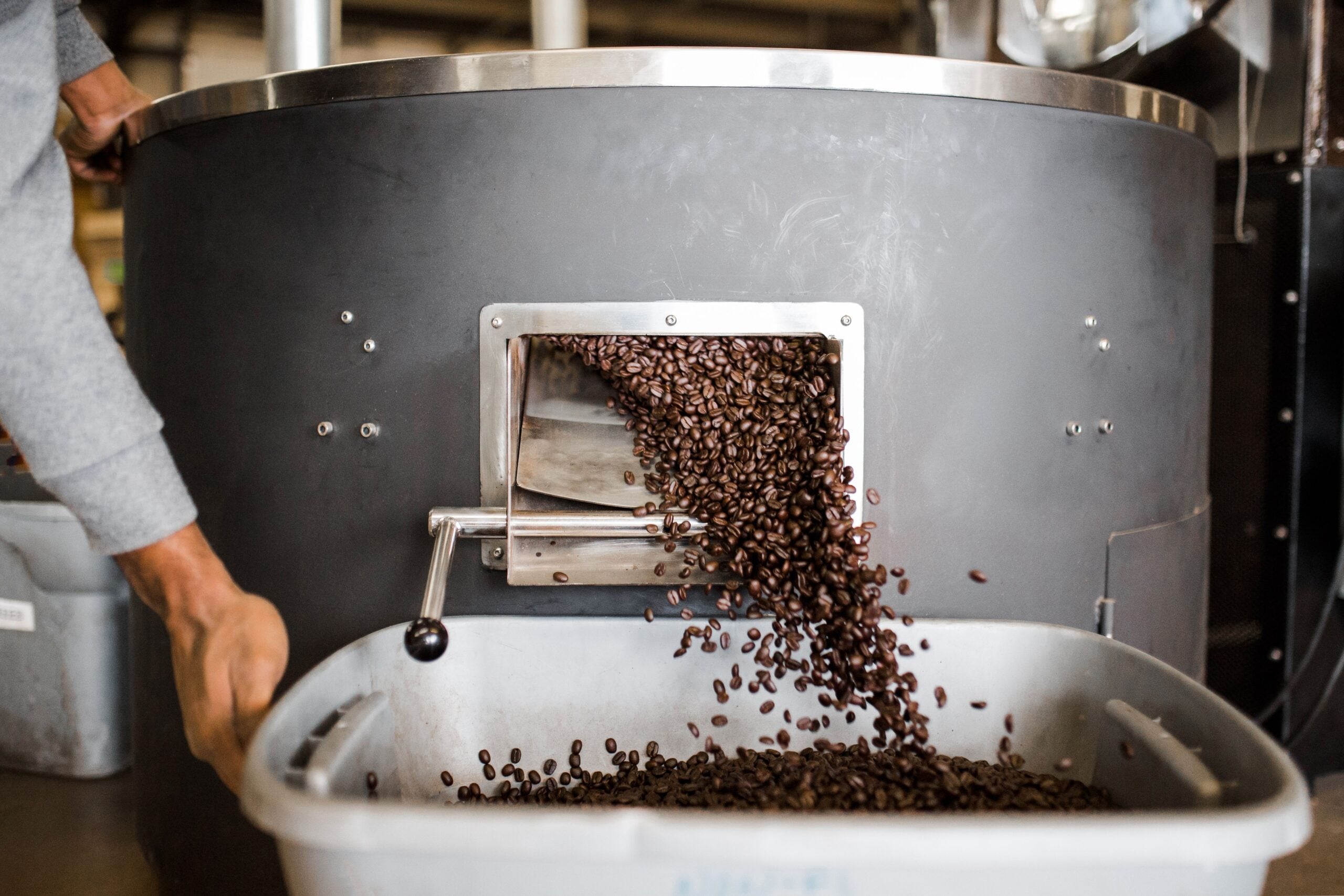 Roasted coffee beans pouring from a commercial roaster into a plastic bin.