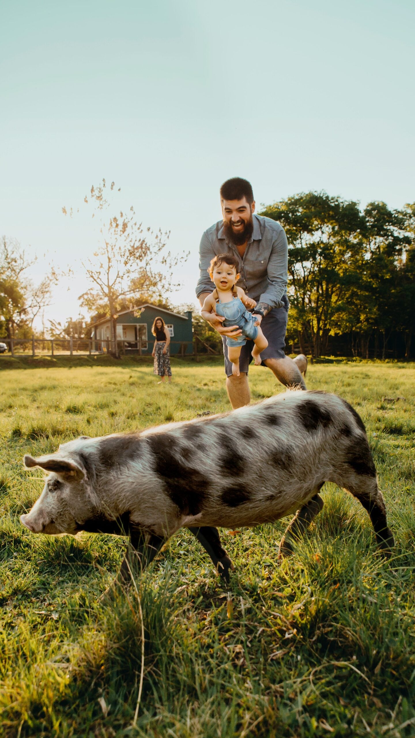 A man holds a smiling child near a large black-and-white pig in a grassy field, while a woman stands in the background near trees and a house at sunset.