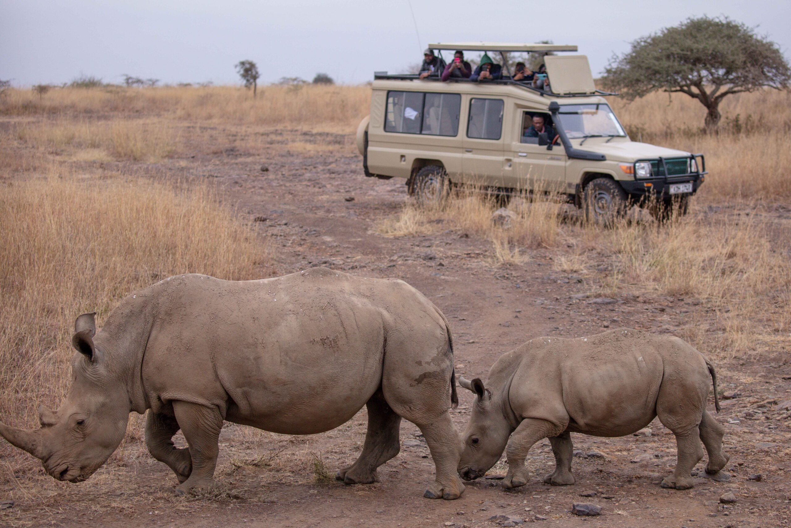 Two rhinos, an adult and a calf, walk on dry grassland while people observe and take photos from a safari vehicle in the background.