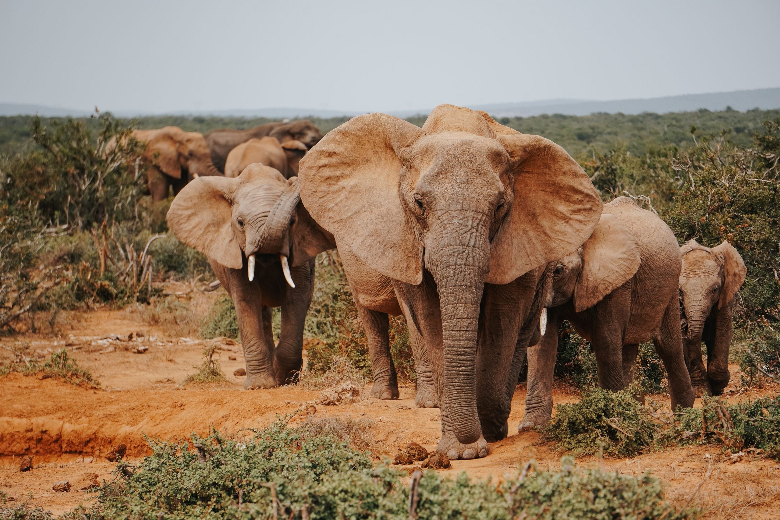 A group of elephants, including adults and calves, stand together on reddish soil in a savanna landscape with green bushes and distant hills under a cloudy sky.