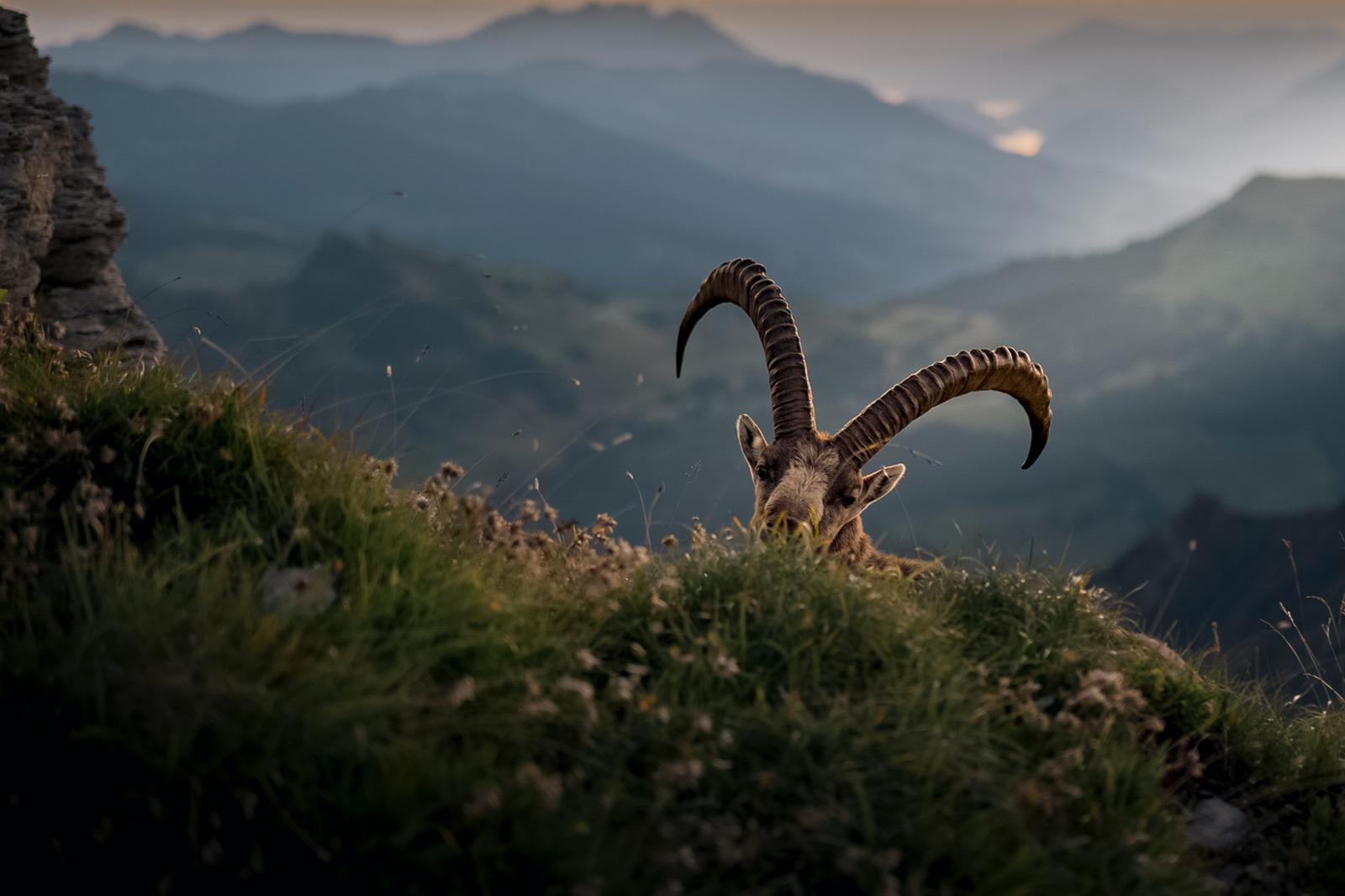 An ibex with large, curved horns peeks over a grassy mountain ridge against a backdrop of distant peaks.