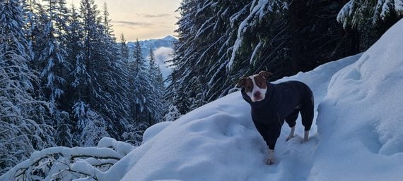 A brown and white dog wearing a black coat stands on a snowy path in a mountain forest.